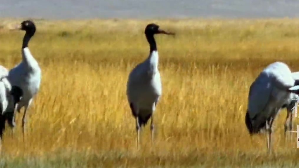 24小时巡逻200公里守护线　只为肃北湿地精灵