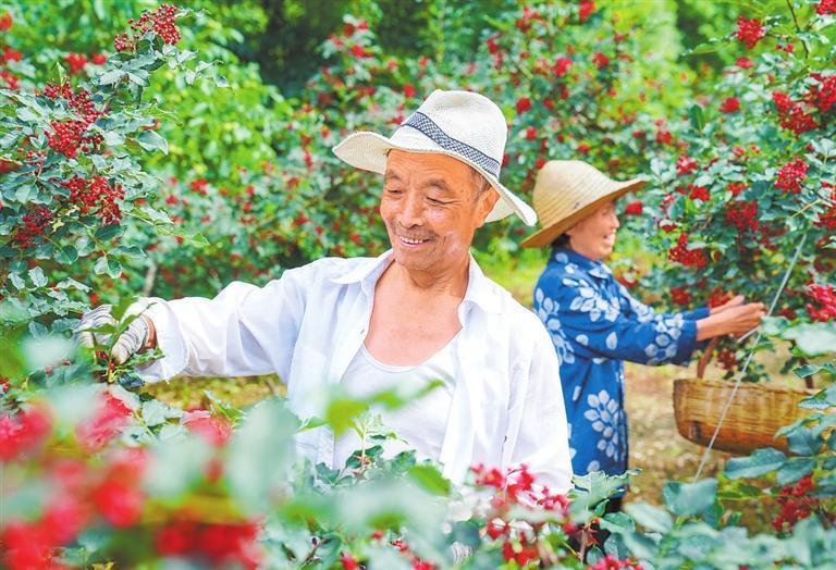 近日，成县王磨镇林口村种植的124.5亩花椒迎来丰收。图为村民采摘花椒。新甘肃&middot;甘肃日报通讯员　陈争强