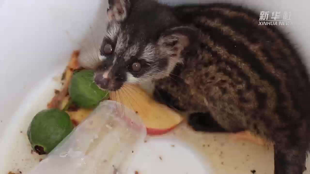 云南德宏：国家二级重点保护野生动物椰子猫误入酒店获救