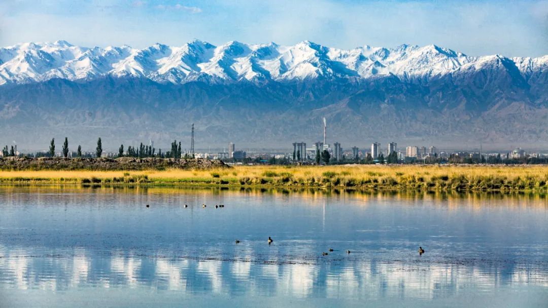 酒泉“戈壁绿洲”风光无限 新甘肃·甘肃日报通讯员 侯崇慧 殷占国