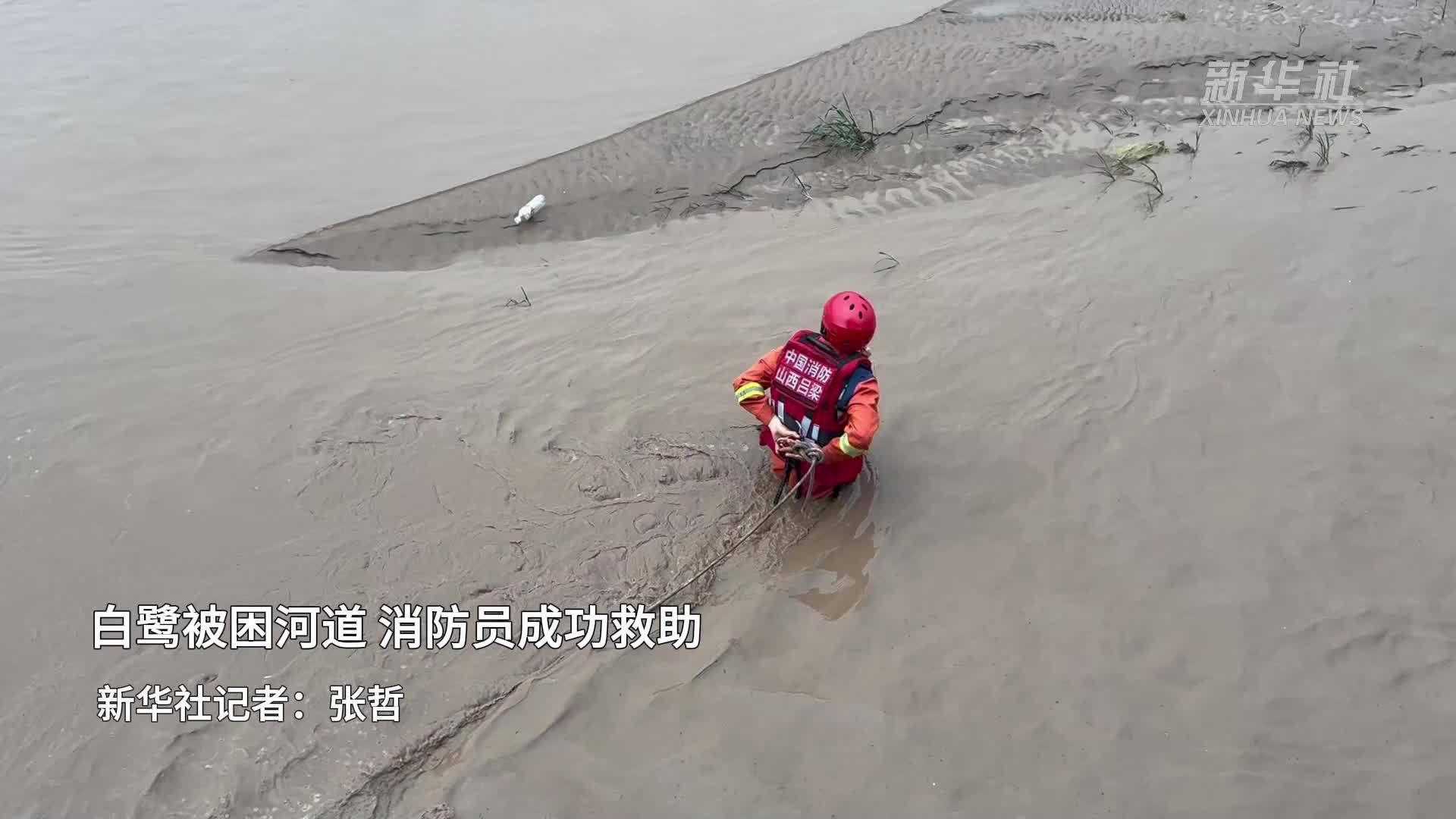 白鹭被困河道 消防员成功救助