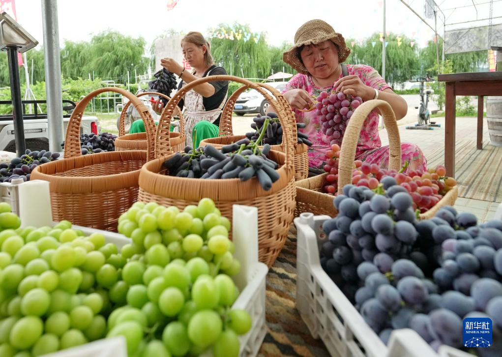8月8日,果农在河北省昌黎县十里铺乡耿庄村蓝阔庄园分拣采摘的葡萄。