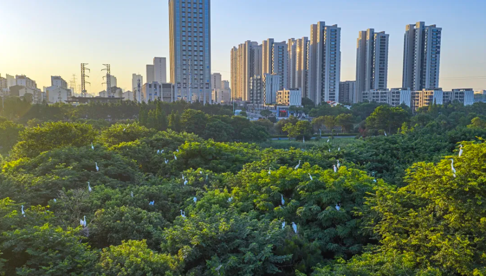 南昌象湖湿地公园：绿树成荫 城市家园（图）