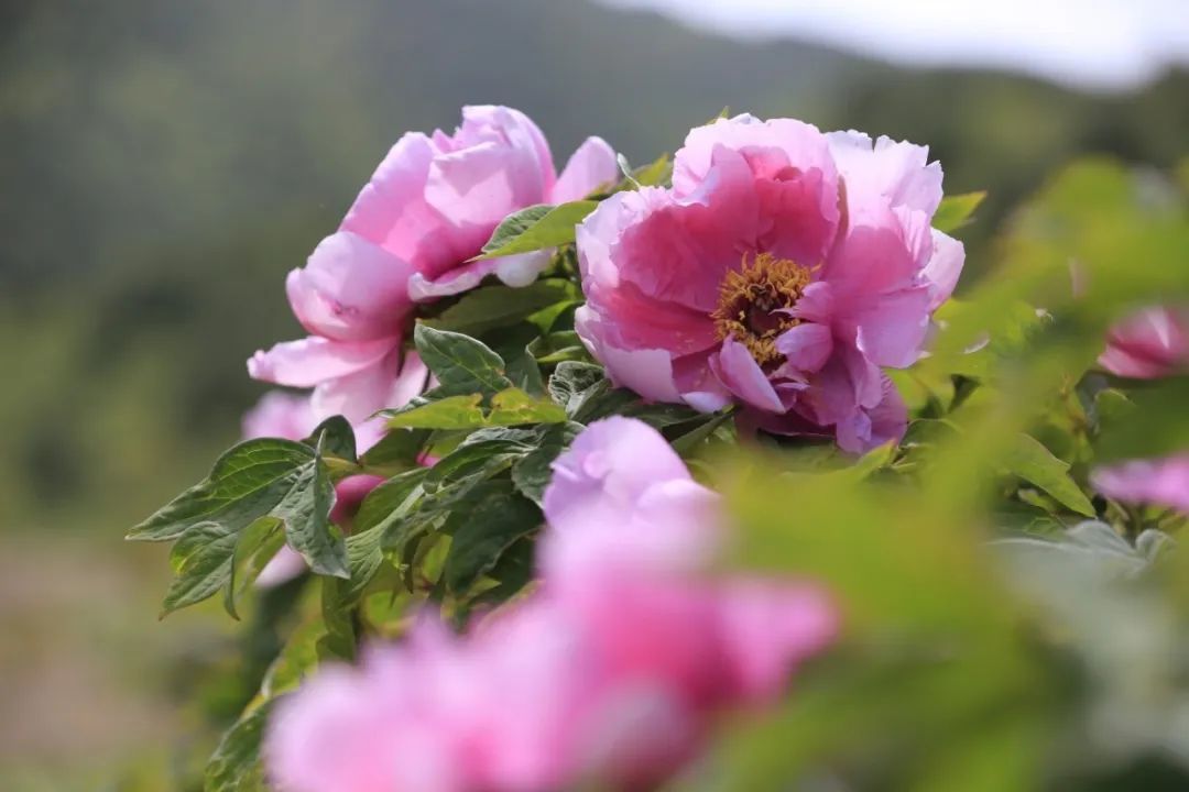 陇南武都把温度“打”下来了　小众避暑胜地等你邂逅