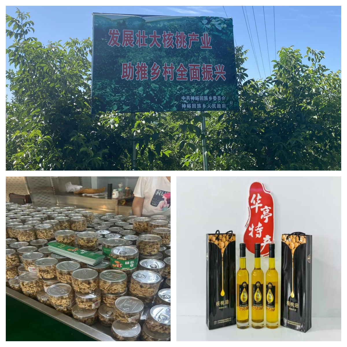 华亭核桃丰收倒计时　村民在“农”啥嘞