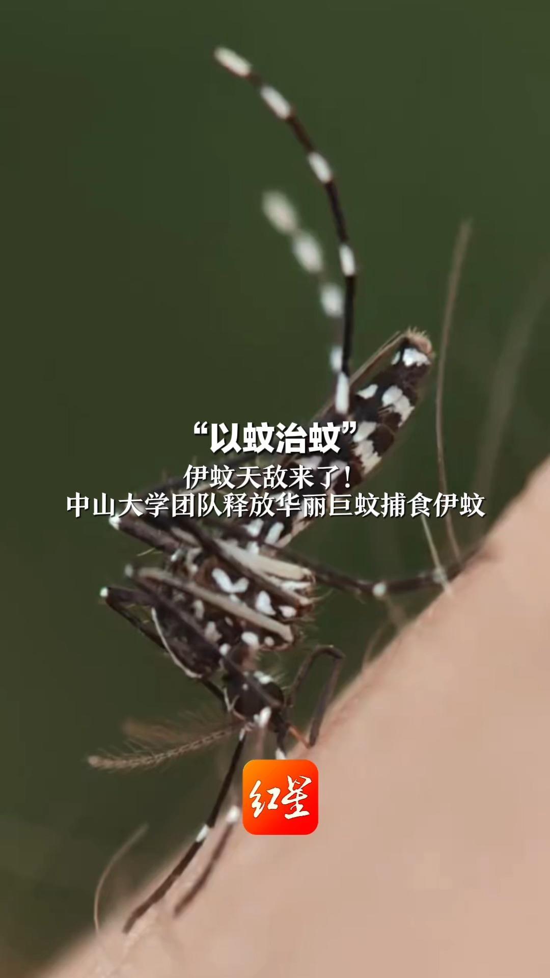 “以蚊治蚊”伊蚊天敌来了！中山大学团队释放华丽巨蚊捕食伊蚊  华丽巨蚊成蚊不吸血，对人畜不构成侵扰