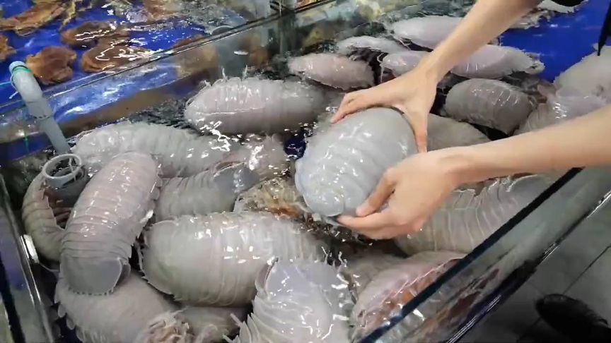 海蟑螂即使长得刀枪不入，但还是成为了渔民餐桌上的日常三餐