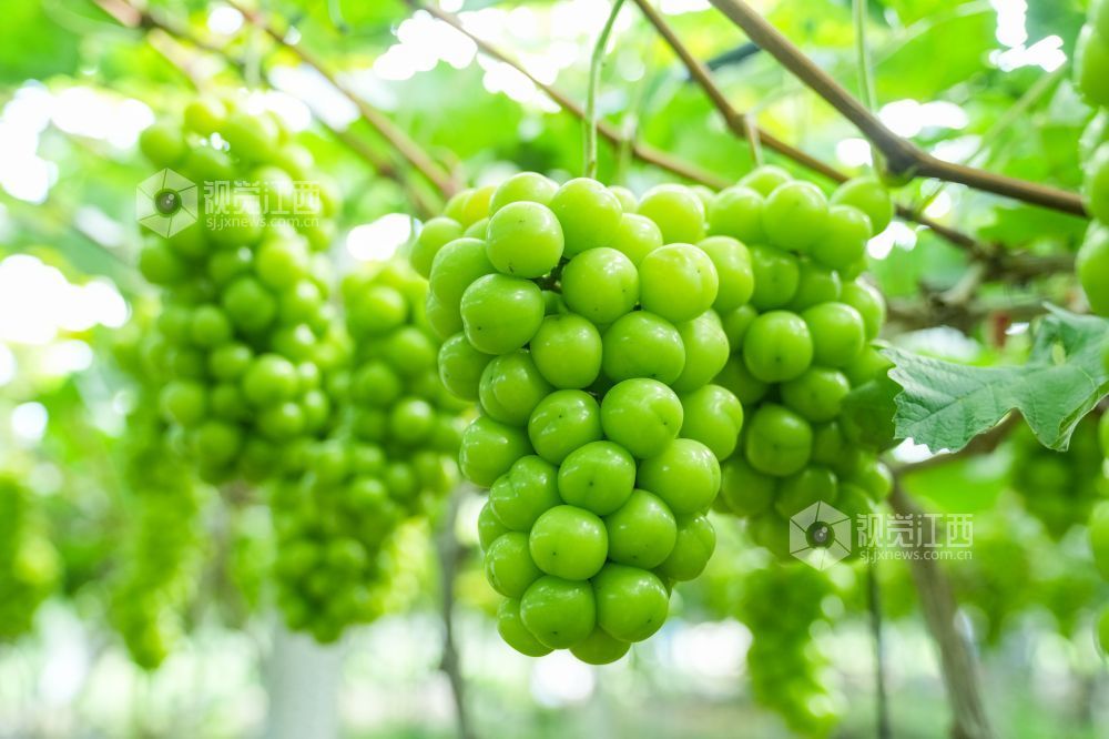 葡萄挂满枝头。