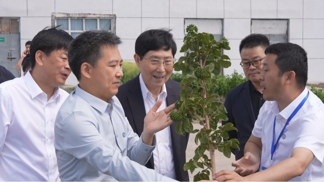 （院士工作站专家们在黑龙江全乐制药有限公司刺五加种植基地进行参观）