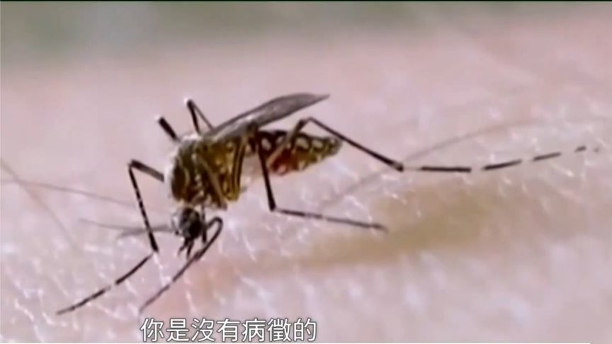 香港新增3例基孔肯雅热输入病例 港专家：留意潜伏期 不一定能察觉