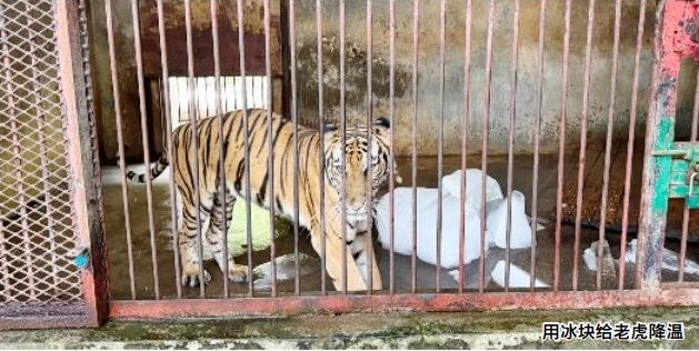 老虎舔冰块、猴子吹空调、羊驼剪毛……南昌动物园的动物们这样避暑