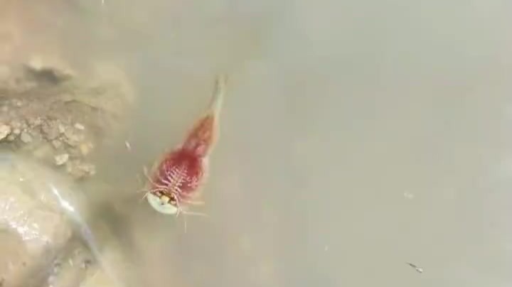 甘肃瓜州惊现“活化石”鲎虫