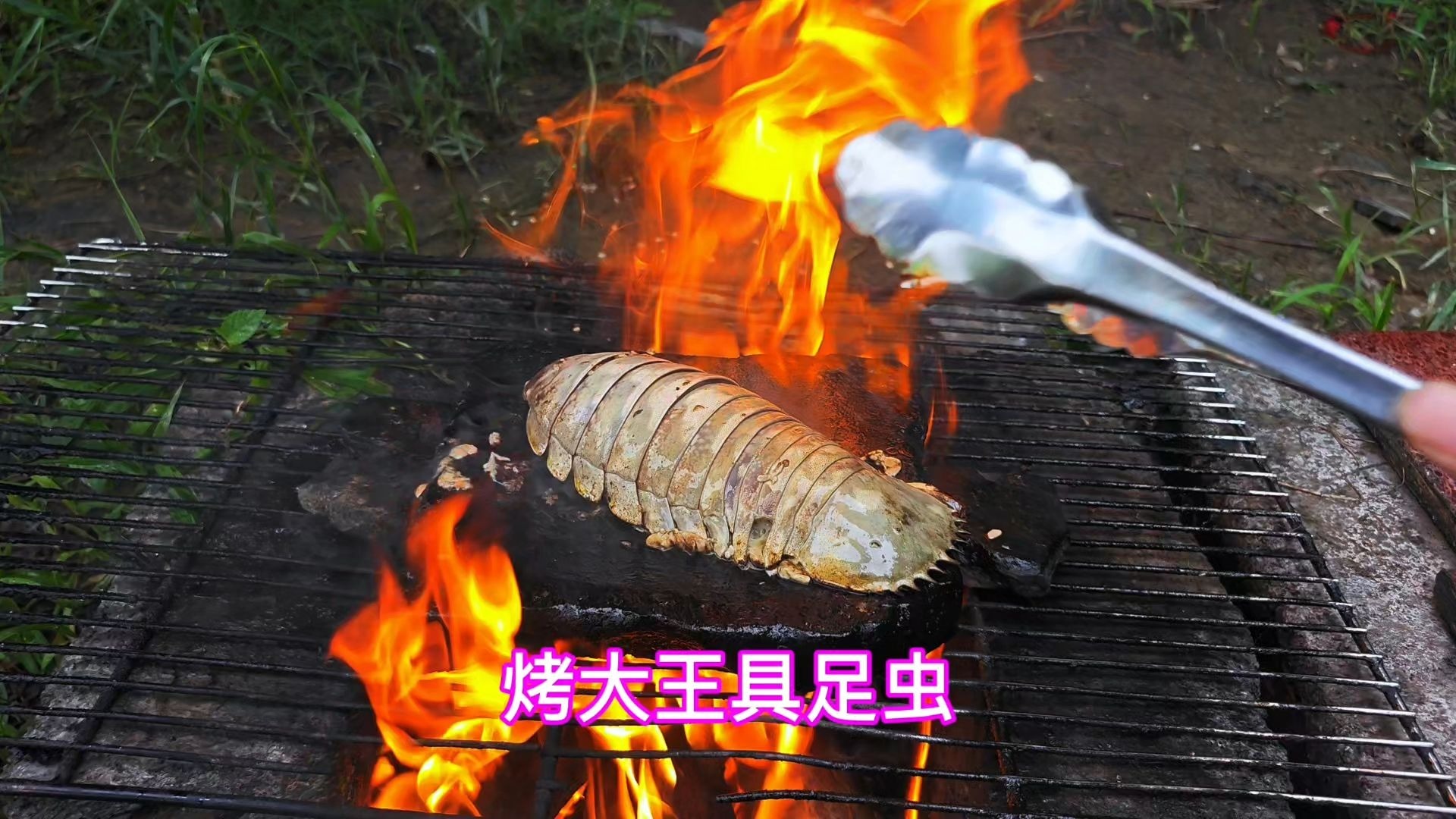 水坑捡了一个大王具足虫，放石板上烧烤一下，撒上辣椒真好吃