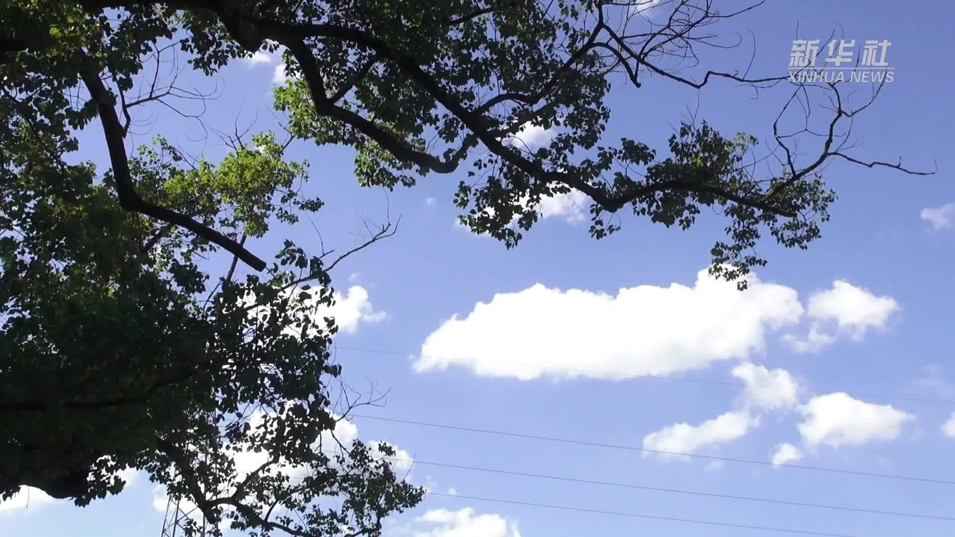 江西宜春：专家妙手回春 千年古樟重焕生机