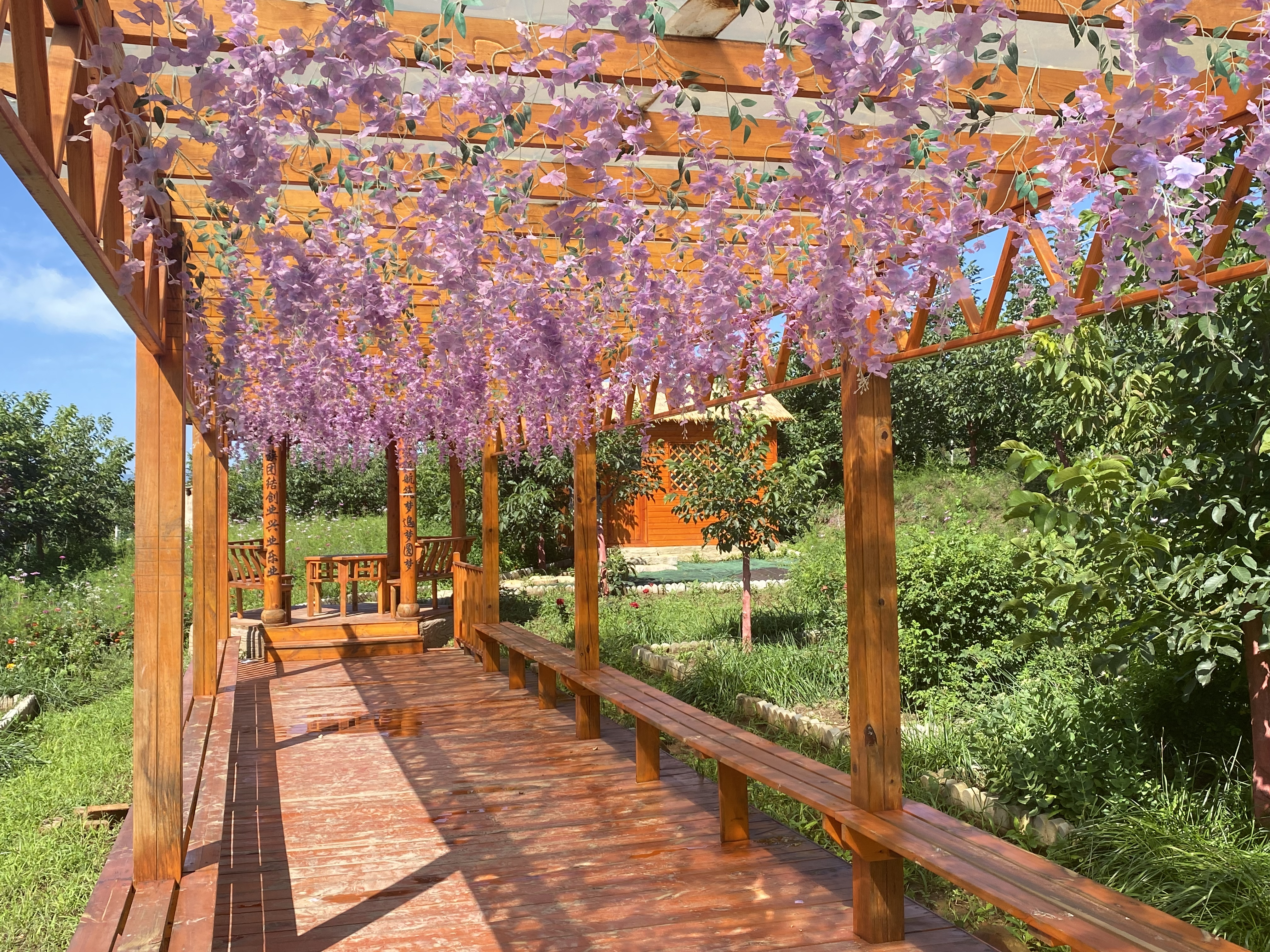 华亭核桃丰收倒计时　村民在“农”啥嘞