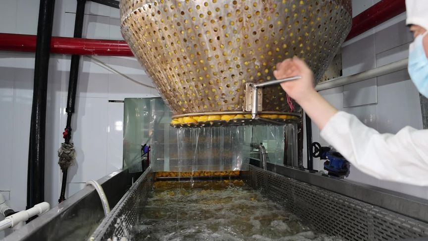 山东罐头镇，全镇遍布罐头厂，好桃全做罐鲜桃没人吃，罐头当饭吃