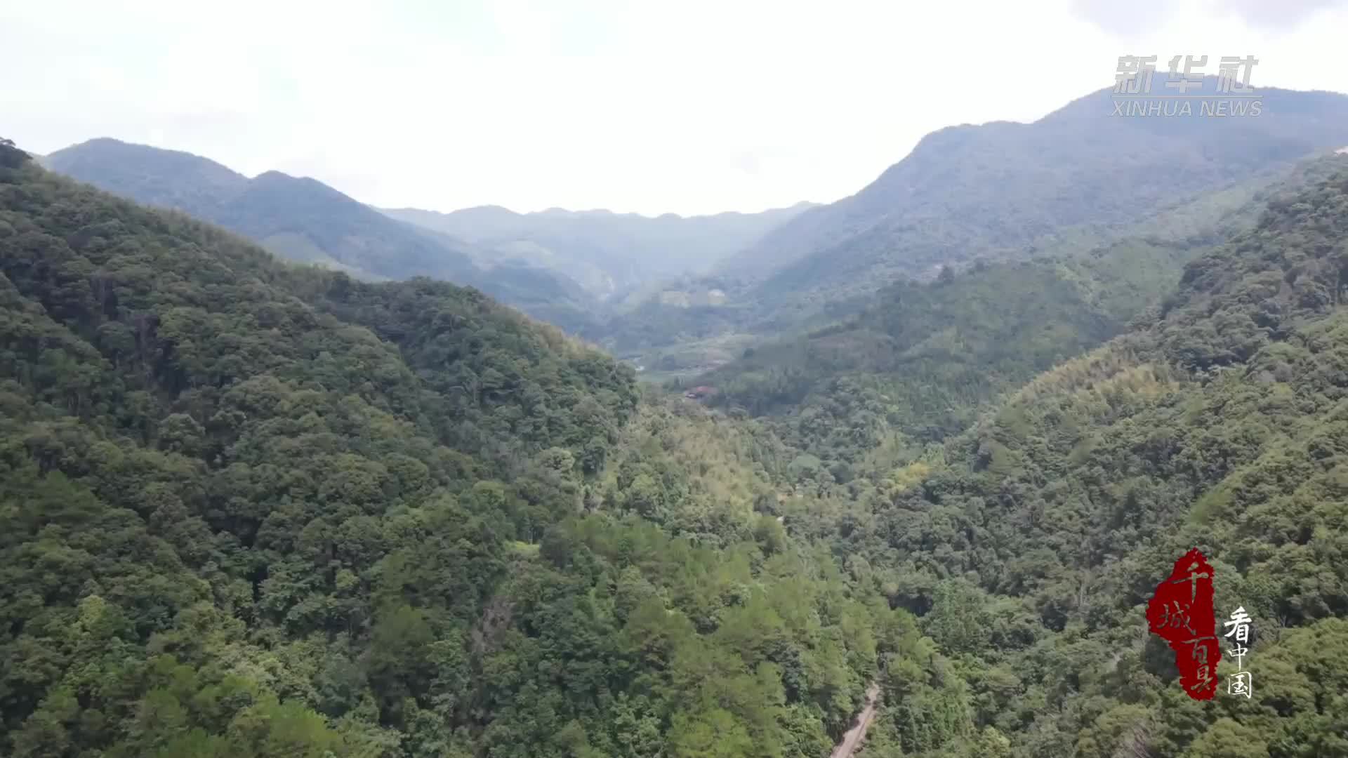 千城百县看中国丨福建尤溪：林下经济激活生态富民新动能