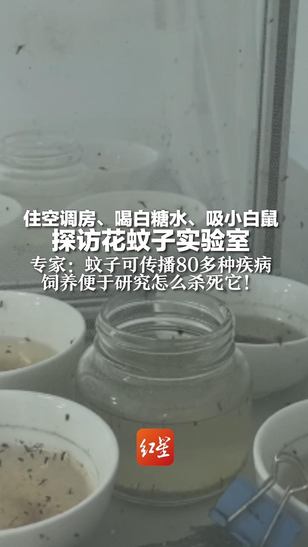 住空调房、喝白糖水、吸小白鼠 探访花蚊子实验室  专家：蚊子可传播80多种疾病 饲养便于研究怎么杀死它