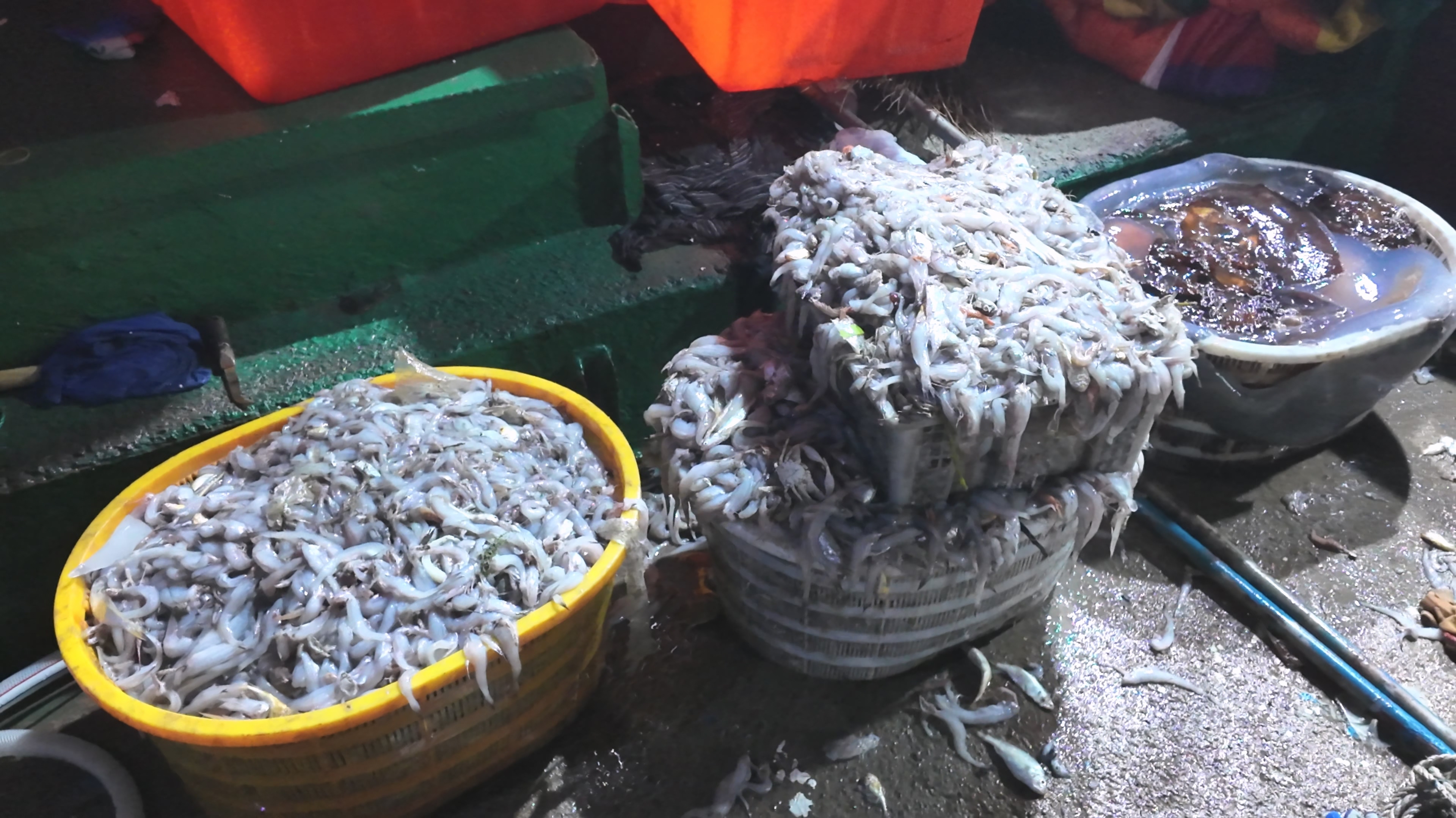 咸祥“第一网”抢 “鲜”上岸 东海特许捕捞首批渔获入市