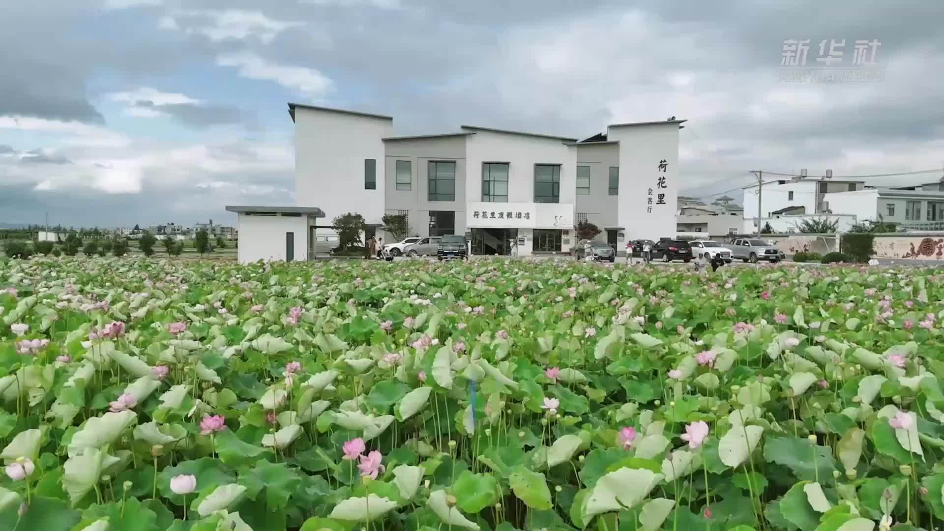 云南陆良：以荷入画推进乡村振兴