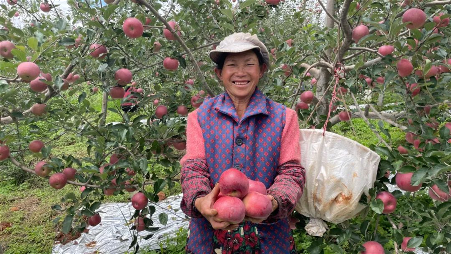 盐源苹果丰收了