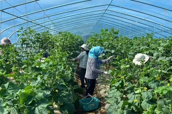 “链”就富“蔬”产业 华亭做了啥