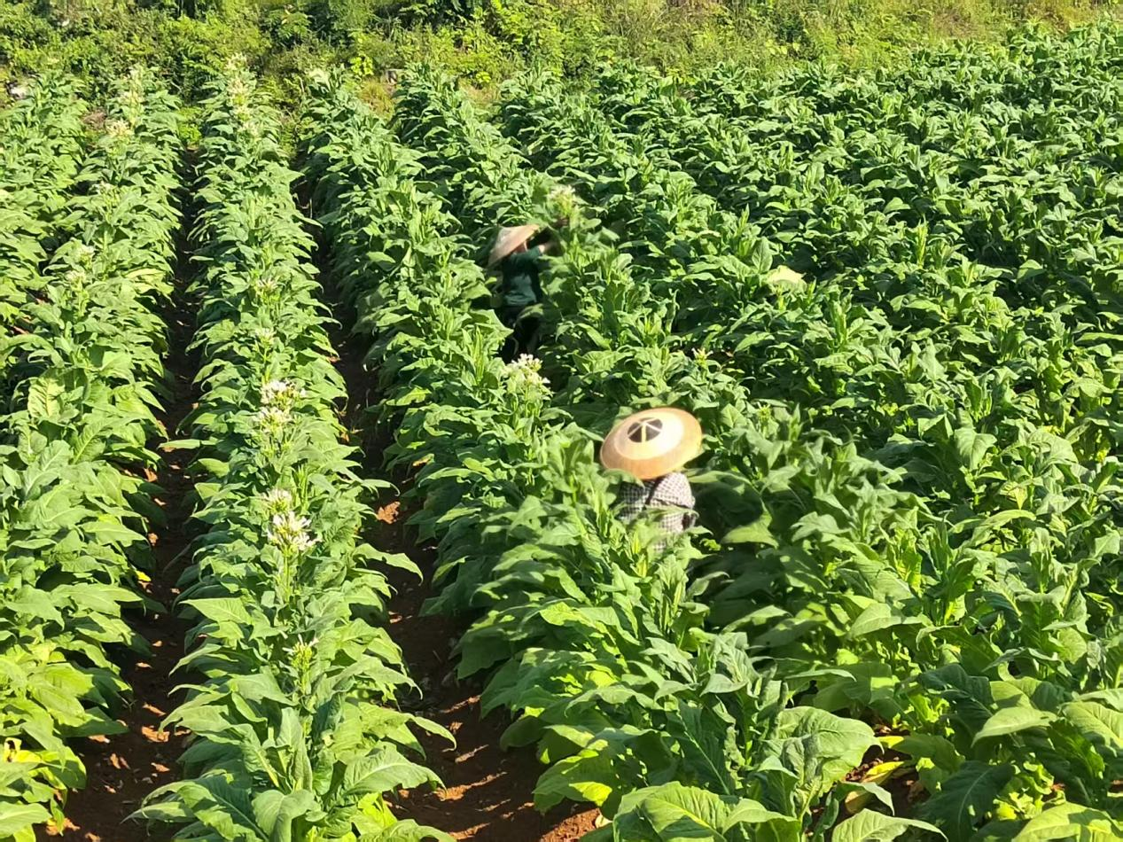 执金融之笔 绘金秋丰收图