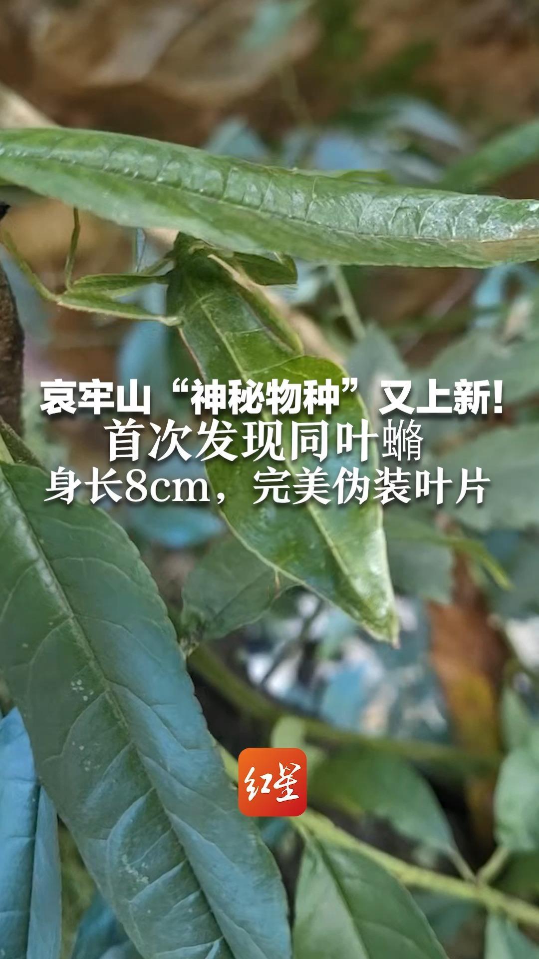 哀牢山“神秘物种”又上新！首次发现同叶䗛  身长8cm，完美伪装叶片 还能模仿树叶随风摇摆