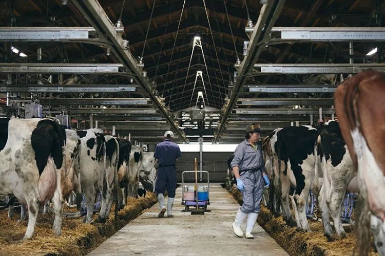 点击查看原始图片