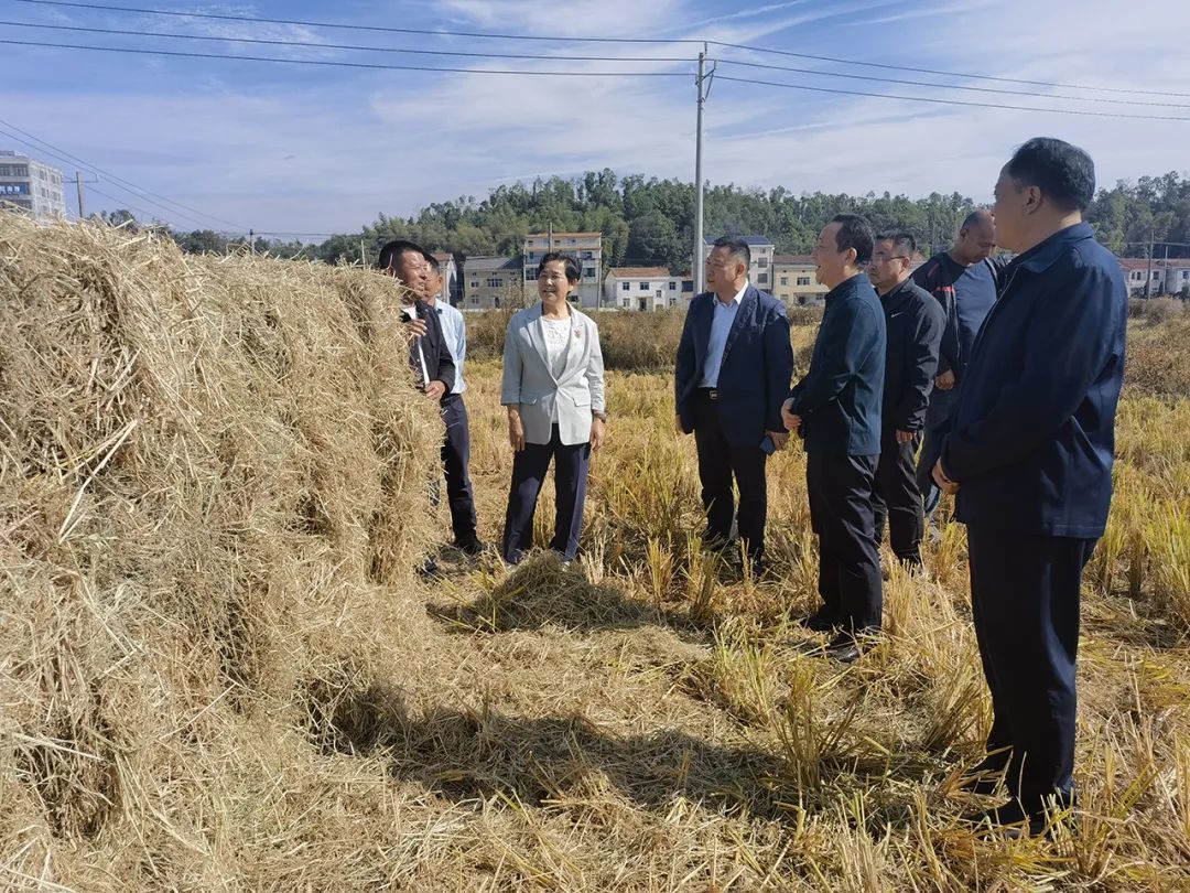岳阳市政协邀请全国、省、市、区四级政协委员在君山区调研秸秆基料化综合利用情况。
