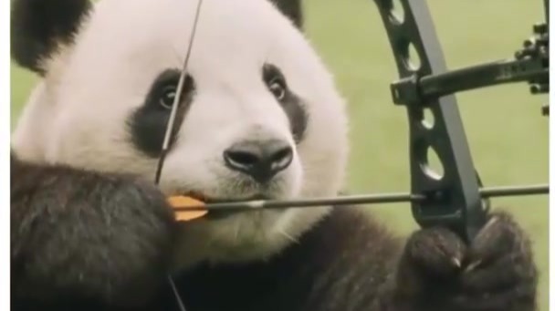 成都世运会｜如果熊猫也当运动员，会怎样？
