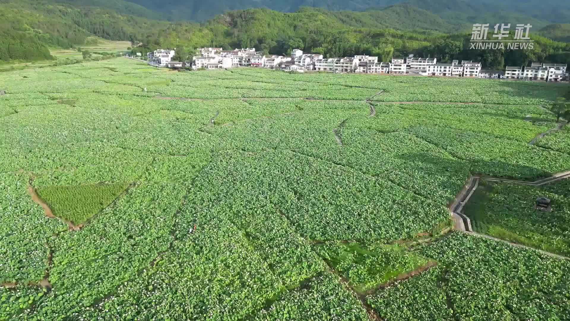 江西广昌：“莲花经济”催热暑期游