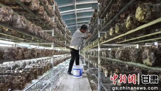 图为种植户采摘香菇