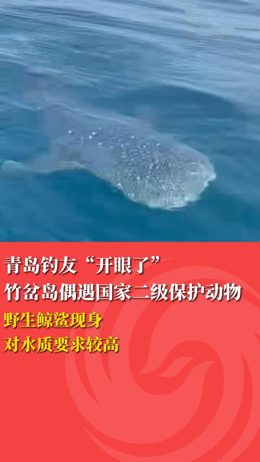 青岛钓友“开眼了” 竹岔岛偶遇国家二级保护动物