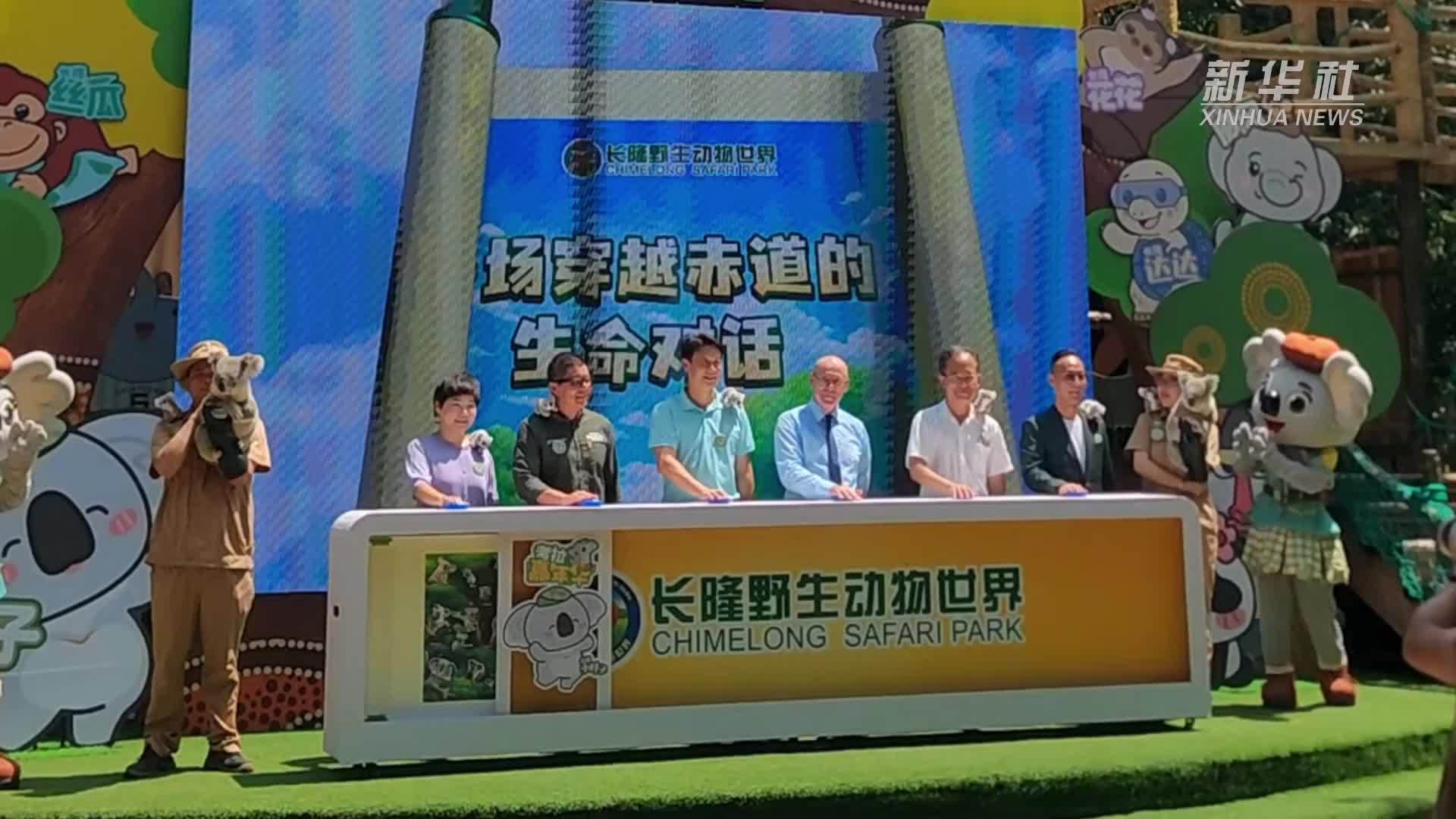 广州长隆考拉种群壮大至85只