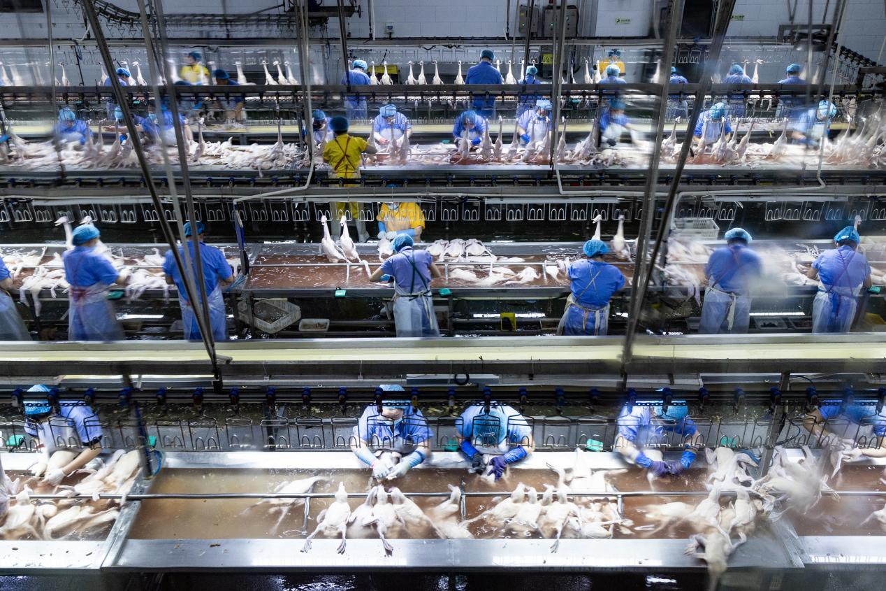 肉鸭产品源源不断销往京津等大城市。刘文杰 摄