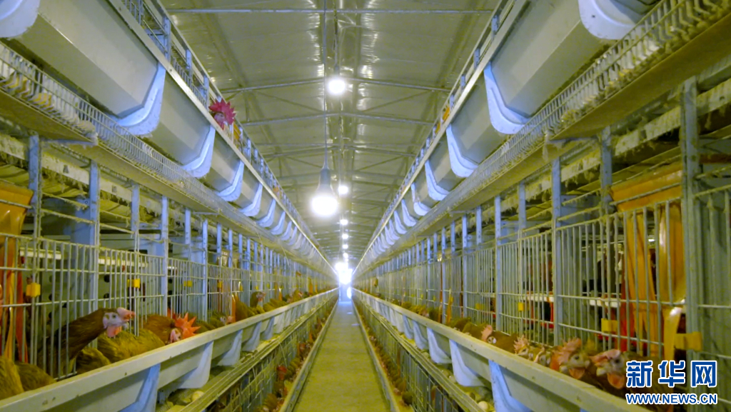 作为中国十大名鸡之一、江西四大名鸡之一，崇仁麻鸡以肉嫩味鲜、营养丰富而闻名（资料图）。新华网发