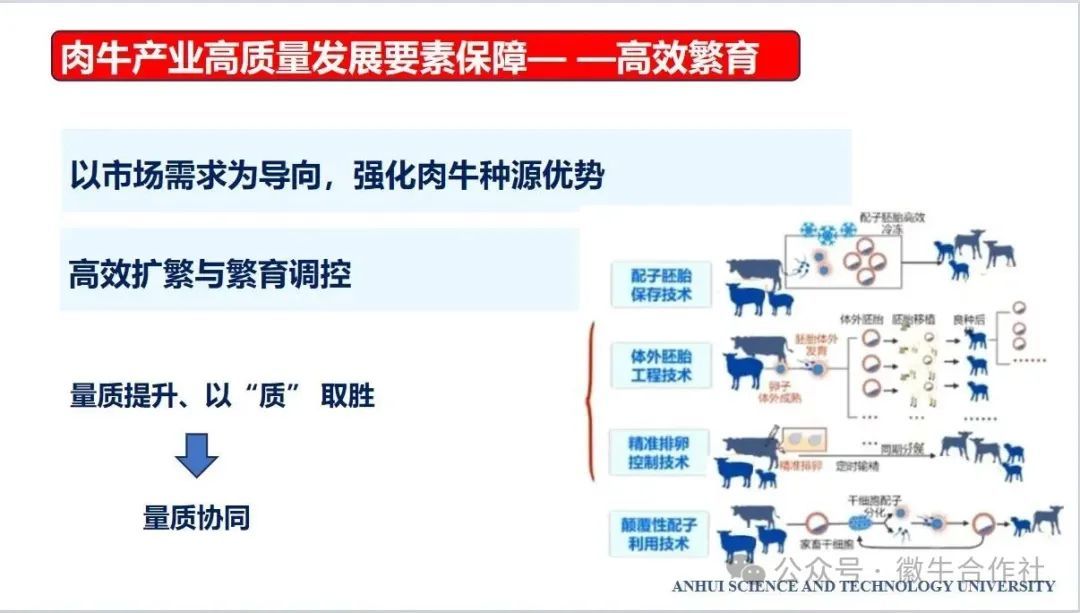 华金玲：2024年安徽省肉牛饲养量175.5万头，发展态势良好