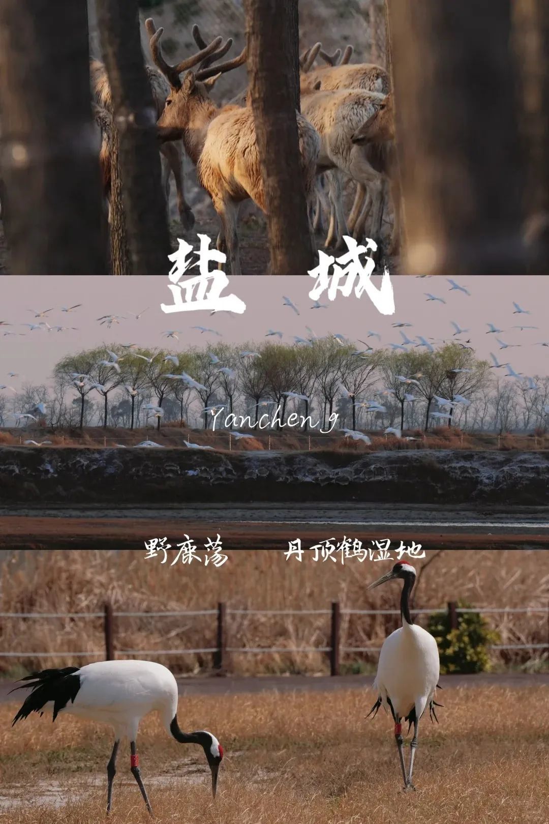 |盐城。图by小红书博主@-aduan