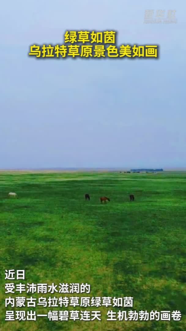 绿草如茵 乌拉特草原景色美如画