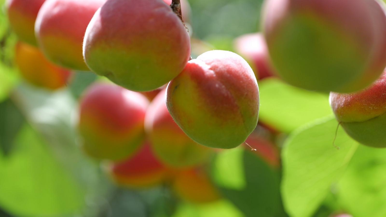 “乡”约永昌 快来采摘你的小“杏”运