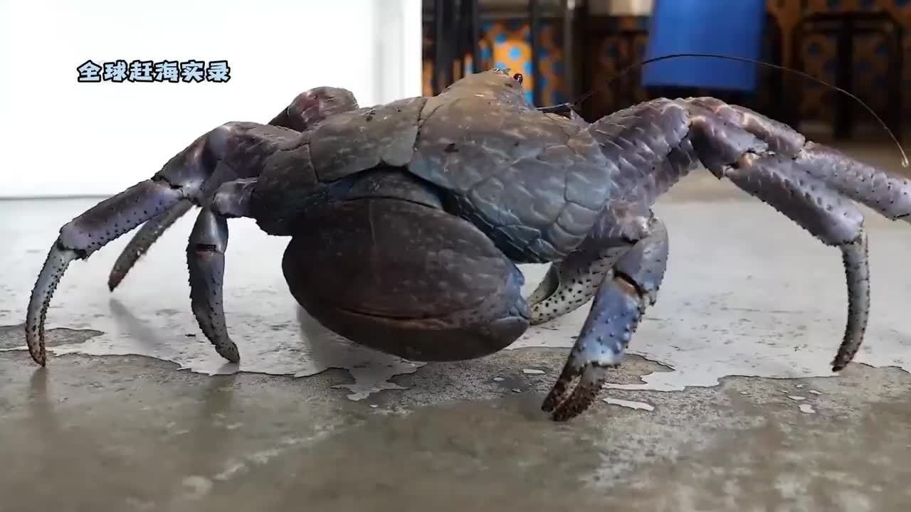 五斤大蓝色巨型椰子蟹不敢吃？利落宰杀，能做成什么好吃的？