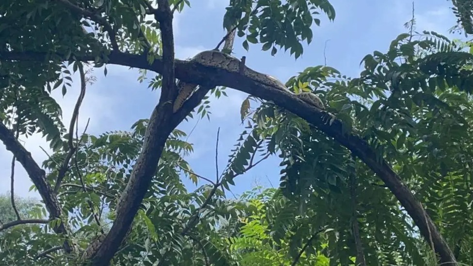 佛山一树上惊现2米长巨蟒，被抓捕时还试图缠绕消防员腿部