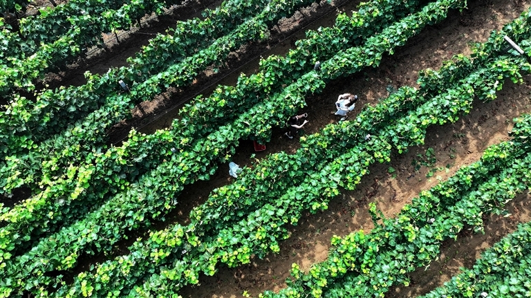 洛阳市孟津区平乐镇天皇葡萄采摘园。 河南日报资料图片