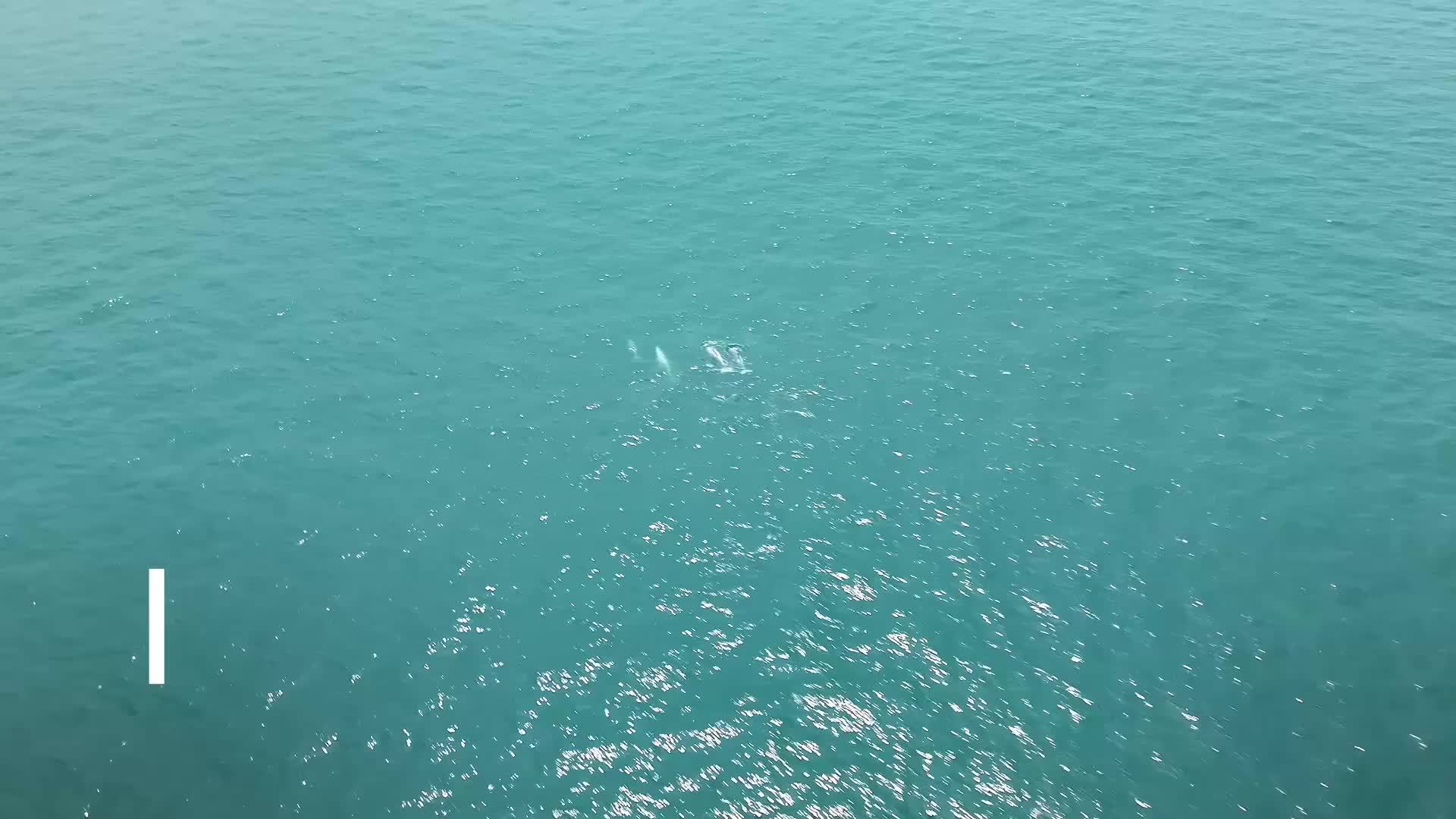 广东湛江：中华白海豚种群稳定 生态保护显成效