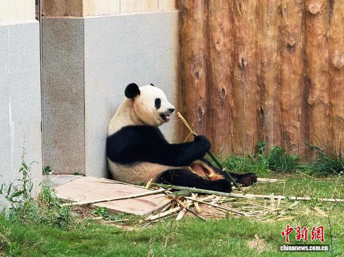 2025年8月,陕西佛坪的秦岭大熊猫正在进食。 李一璠 摄