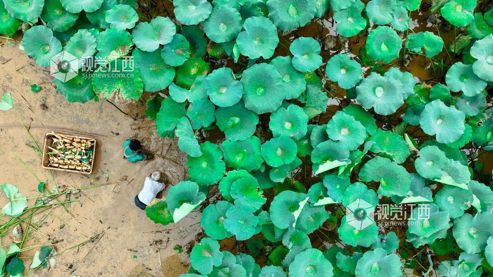 宜春：采收莲藕（图）