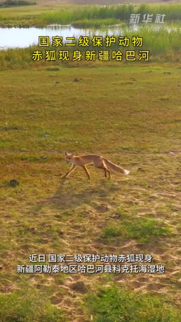 国家二级保护动物赤狐现身新疆哈巴河