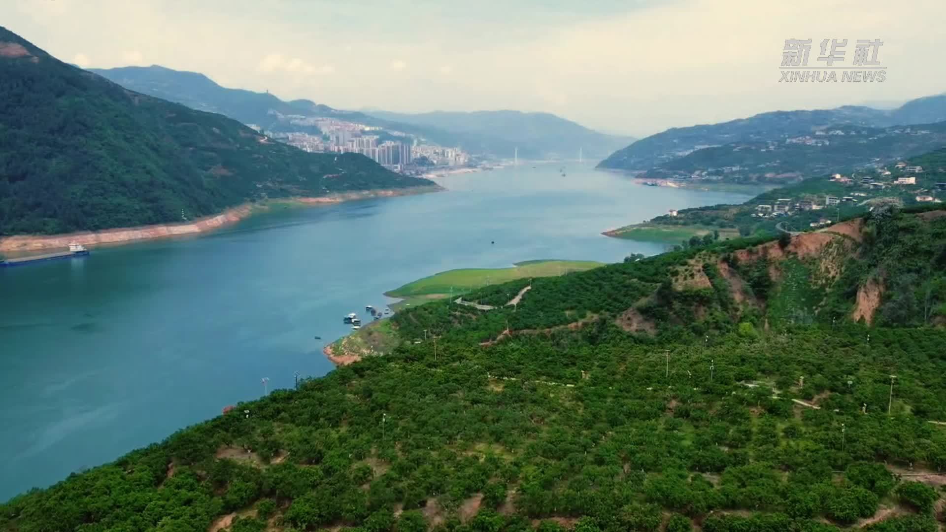 活力中国调研行｜重庆奉节：万亩橙林里的“金山”密码