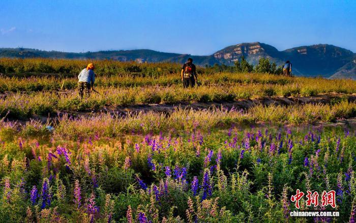 苗山镇丹参种植面积达1万余亩。莱芜区委宣传部供图